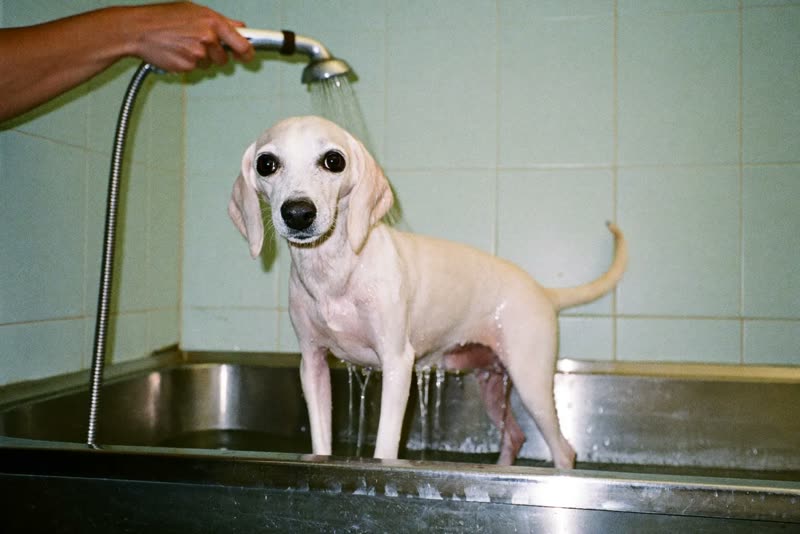A dog being rinsed in a grooming bath