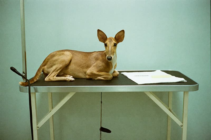 A grooming table in a quiet salon room