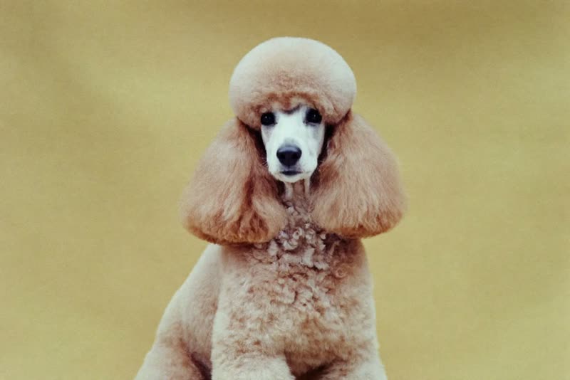 A freshly groomed poodle