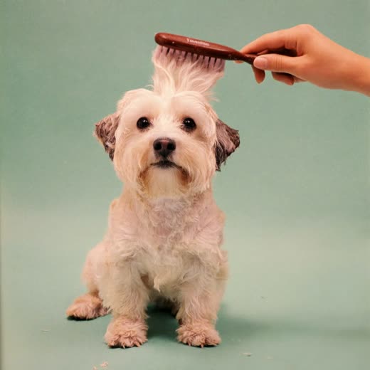 A small terrier being brushed after a bath