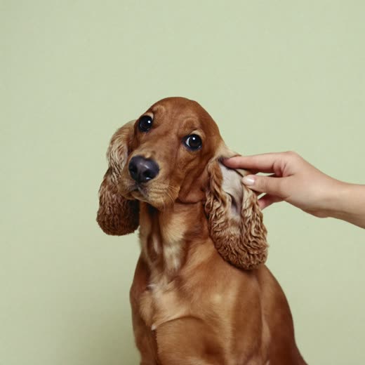 A spaniel having its ears checked