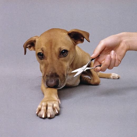 A dog's paw beside nail clippers