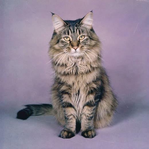 A long-haired cat with a freshly combed coat